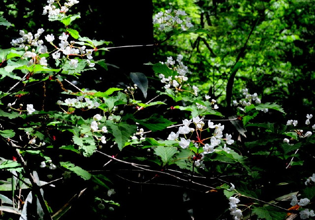 img0004.jpg