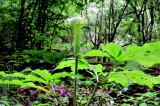 img0013.jpg